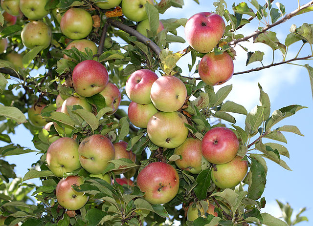apples-in-a-tree