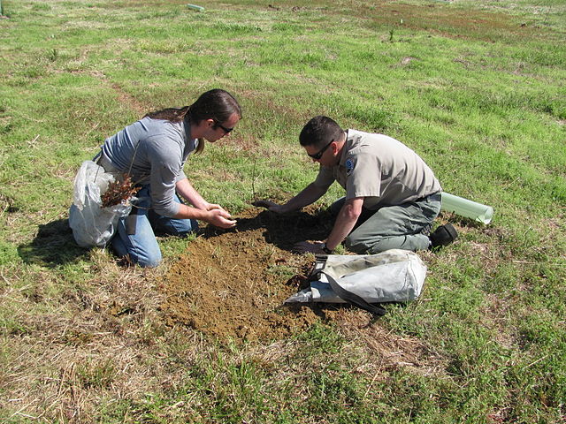 tree-planting