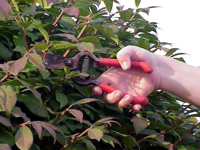 tree-pruning