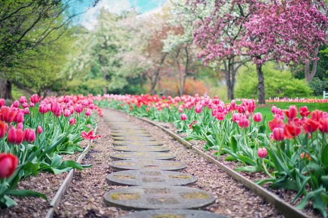 a gravelled pathway with red tulips growing either side of the path
